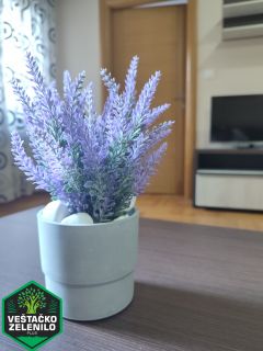 Saksijske biljke InShot_20230324_151403472_resize.jpg